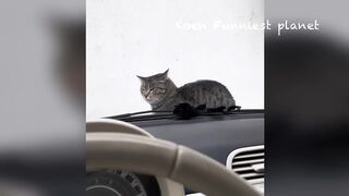 Best Funniest Animals Videos ???? - Funny Dogs And Cats Videos 2023???? #2