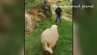 Best Funniest Animals Videos ???? - Funny Dogs And Cats Videos 2023???? #3