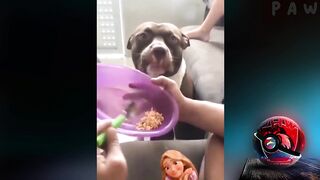 Funny Animal Videos 2023 ???? Best Dogs And Cats Videos ???? ???? #16