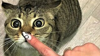 I LAUGHED FOR AN HOUR????CATS 2023 BEST JOKES/ FUNNY