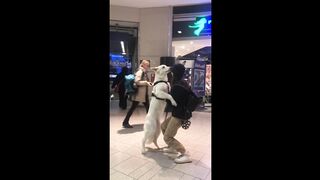funny dog video (tiktok)