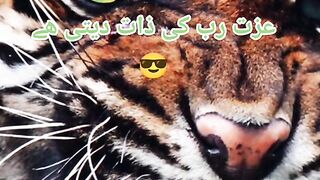 Attitude_Video_plz subscribe and comment