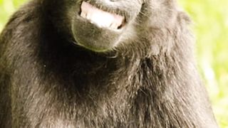 VERY Funny Animals clip
