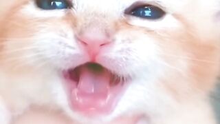 New funny Cat videoes!