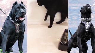 Funny and cute animals