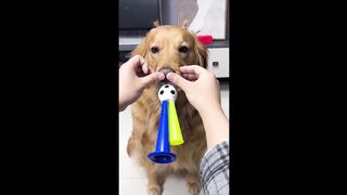 funny dog video 3 (tiktok)