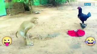 Funny animal video