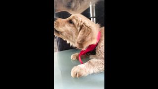 funny dog video 4 (tiktok)