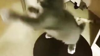Chat boxeur