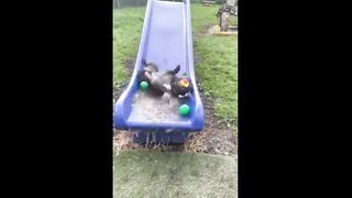 Funny Pets That Will Absolutely Brighten Up Your Day ????