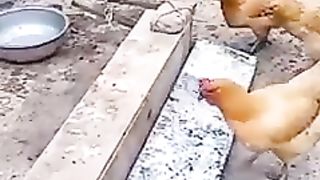 Chicken feeding