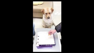 funny dog video 6 (tiktok)