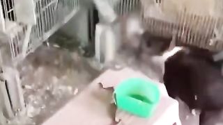 Animal fight