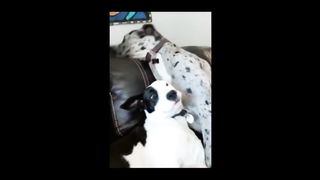 funny dog video 9 (tiktok)