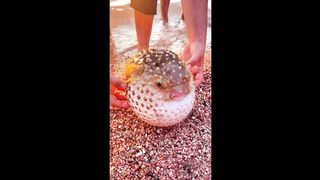 funny fish video (tiktok)