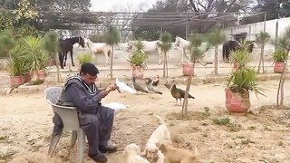 Dog lover