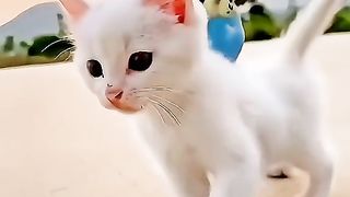 Cat and parrot