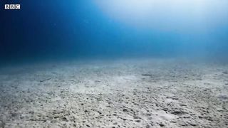 Amazing Clownfish Teamwork | Blue Planet II | BBC Earth