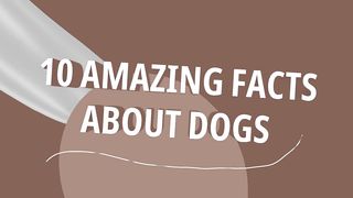 10 Amazing Facts About Dogs