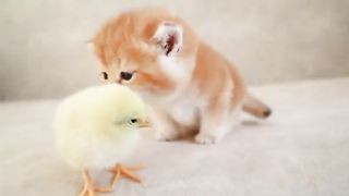 Cute funny ???? cat