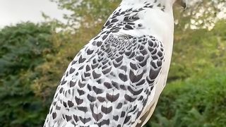 Eagle style