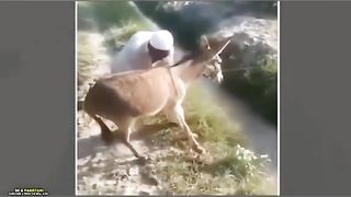 Donkey in funny mood