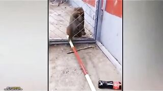 monkeys funny videos.