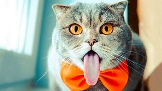 Смешные животные собаки Кошки 2023