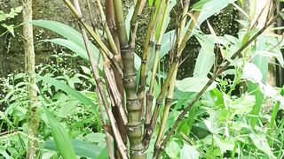 Very best bamboo in the world‼️