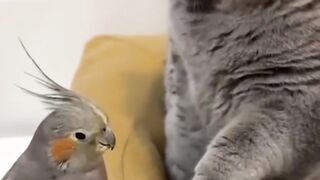 Funny cat