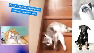 ????????super Funny ENTERTAINMENT CUTE CAT Funny Video????????