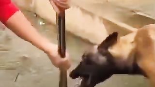 Viral