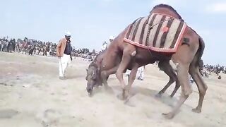 oooth ki rase