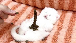 Cute kitten funny clips ????????????