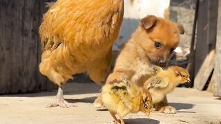 Cut dog vs chicken