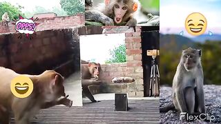 super ENTERTAINMENT CUTE monkey's ????  very funny ???? Funny Video.