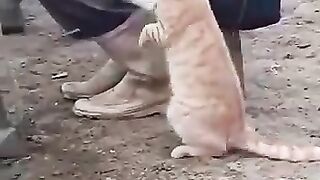 CAT WANT FRESH MILK