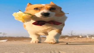 Dog get flower in the maouth