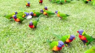 Parrot Colour Full So Beutiful