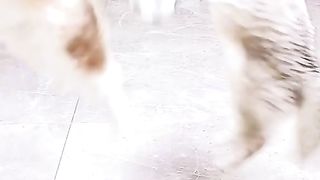 Kucing lucu
