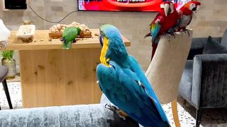 Are You a Parrot Person ? Or An Owl Person ?