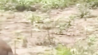 Alligator hunt