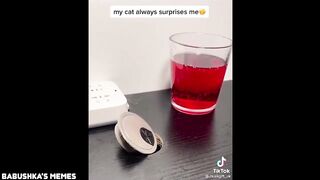Funny Video Compilation