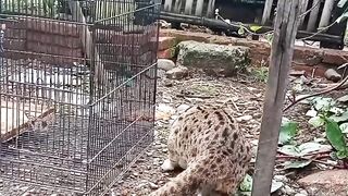 Feed And Play With Cute Kittens