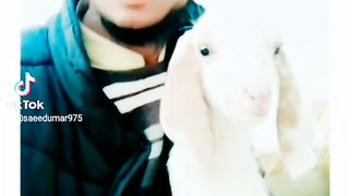 Qari seed sab