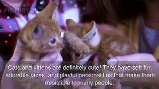 Cute and Lovely Kittens Cats
