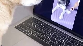 Dog funny video 2023
