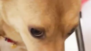 Funny animal videos