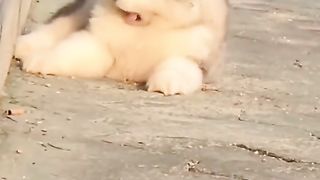 Aksi Lucu Hewan Yang Imut