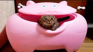 Смешные животные собаки, коты 2023